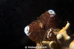 Christmas Tree Worm on Fire Coral at the Big Coral Knool ... by Michael Kovach 